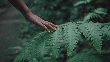 Girl hand touching fern green leaves foliage. video