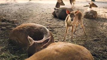 primer plano, niño ciervo comiendo hierba. video