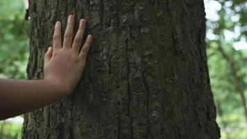 kvinnlig hand röra och smeka bark av tall i skogen. video