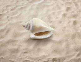 Empty seashell isolated on the sand, beach, sea photo
