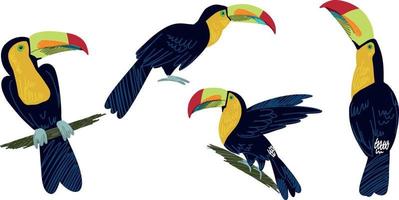 Four cute toucans, hand drawn vector set