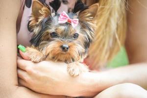 Lovely puppy of female Yorkshire Terrier small dog with bow on woman hands photo