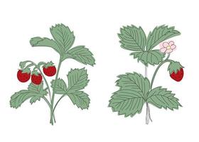 Set two bushes line illustration strawberry bush with berries and flowering vector