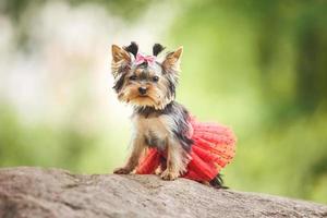 Lovely puppy of female Yorkshire Terrier small dog with red skirt on green blurred background photo