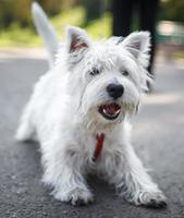 perro blanco esponjoso sentado en el asfalto. cachorro de terrier de las tierras altas del oeste foto