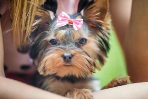 Lovely puppy of female Yorkshire Terrier small dog with bow on woman hands photo