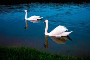 cisnes blancos en el lago con fondo azul oscuro al atardecer. foto