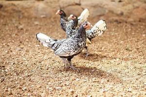 Gray chickens are walking on the farm photo