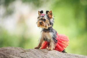 Lovely puppy of female Yorkshire Terrier small dog with red skirt on green blurred background photo