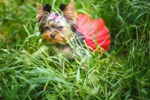 Lovely puppy of female Yorkshire Terrier small dog with red skirt on green grass photo