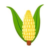 icono de vector aislado de planta de maíz de dibujos animados. alimento vegetal ingrediente de cocina concepto de agricultura.