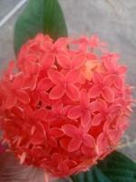 Ixora Chinese, beautiful Flower, Beautiful Nature, Wallpaper photo