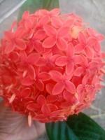 Ixora Chinese, beautiful Flower, Beautiful Nature, Wallpaper photo