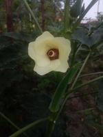 Jimsonweed,  wallpaper,  beauty flower photo