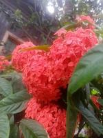 Chinese ixora, beauty flower, wallpaper photo