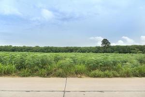 Horizontal view of concrete road in Thailand. background of green grass. and Young seedlings of cassava fields and rubber trees. Under the sky. photo