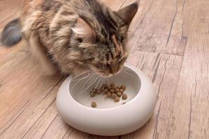 cat eats the food from the bowl photo