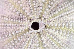 sea urchin closeup photo