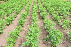 potato plants in the garden photo