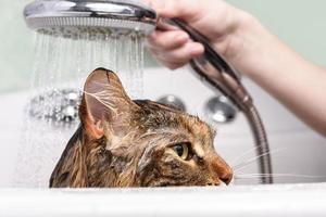 gato mojado en el baño foto