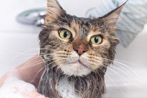 gato mojado en el baño foto