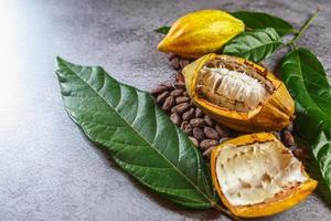 Cocoa Beans and Cocoa Fruits   with raw Cocoa on a gray background photo