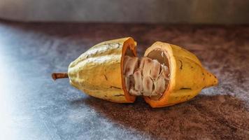 Organic Cocoa Fruit Of The Cocoa Tree on on a gray background photo