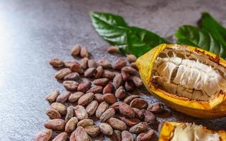 Cocoa Beans and Cocoa Fruits   with raw Cocoa on a gray background photo