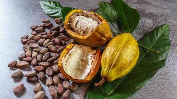 Cocoa Beans and Cocoa Fruits   with raw Cocoa on a gray background photo