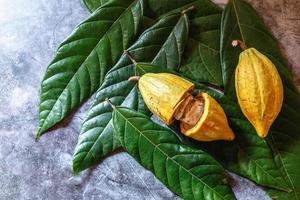 Organic Cocoa Fruit Of The Cocoa Tree on a gray background photo