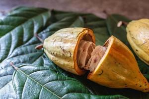 fruto de cacao orgánico del árbol de cacao sobre un fondo gris foto