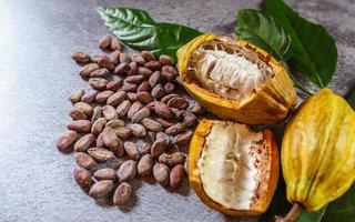 Cocoa Beans and Cocoa Fruits   with raw Cocoa on a gray background photo