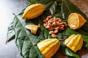 Fresh cocoa fruit with fresh cocoa beans on cocoa leaves. photo
