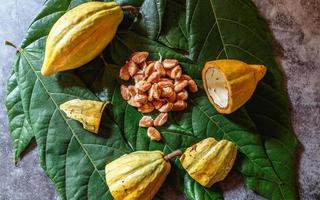 Fresh cocoa fruit with fresh cocoa beans on cocoa leaves. photo