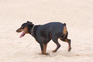 perro en la playa foto