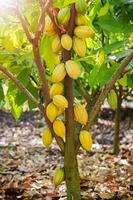 árbol de cacao con vainas de cacao en una granja orgánica. foto