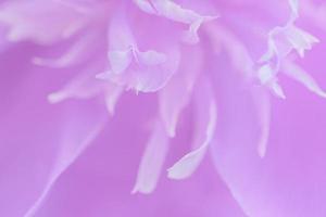 Pink petals with blurred focus photo