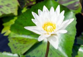 Pure white lotus photo