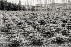 grayscale of   coniferous evergreen trees blooming in a rural area photo