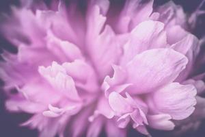 peony flower on a dark background photo