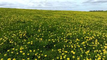 Aerial view of the yellow flowers field under blue cloudy sky. Green field with yellow dandelions. Panoramic view to grass and flowers on the hill on sunny spring day video