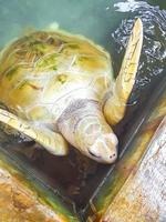White albino sea turtle hawksbill turtle loggerhead sea turtle swims. photo