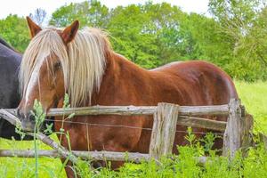 Majestic horses north German agricultural field nature landscape panorama Germany. photo