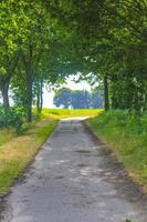 vista panorámica natural con camino verde plantas árboles bosque alemania. foto