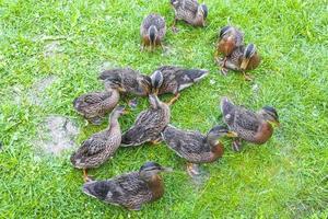 Male female mallard ducks on green grass natural background Germany. photo