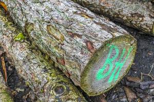 Sawed off and stacked logs tree trunks forest clearing Germany. photo