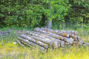 troncos aserrados y apilados troncos de árboles tala de bosques alemania. foto