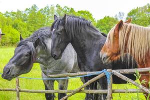 Majestic horses north German agricultural field nature landscape panorama Germany. photo
