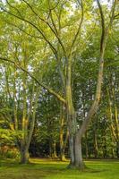 Natural panorama view with pathway green plants trees forest Germany. photo