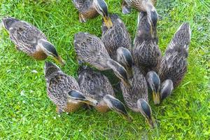 macho hembra patos mallard sobre hierba verde fondo natural alemania. foto